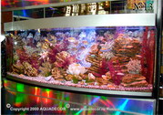 В аквариуме в стиле «псевдоморе» морской колорит создается при помощи раковин и кораллов, а также искусственных водорослей.