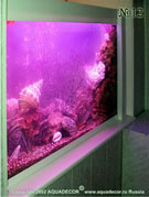 Необычный эффект создают использованные в оформлении аквариума раковины, кораллы и цветная подсветка.